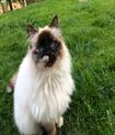 Seal tortie point #catterycyliyana